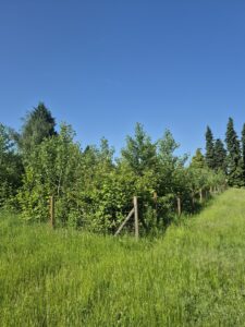 Ein umzäuntes Gelände mit üppig grünen Bäumen, umgeben von hohem Gras, unter einem strahlend blauen Himmel an einem sonnigen Tag.